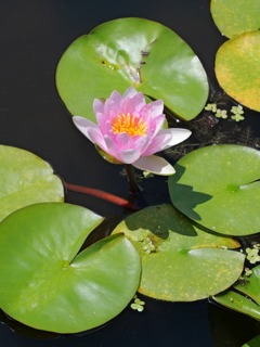 平池公園１５（加東市）