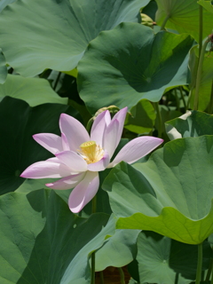 平池公園１９（加東市）