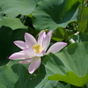 平池公園１９（加東市）