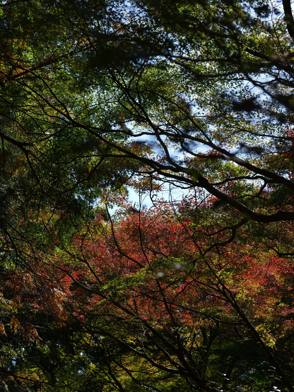宍粟市最上山公園２８