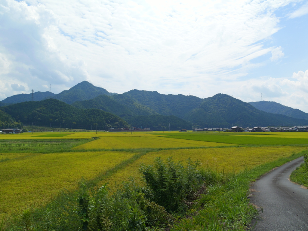 田んぼ１