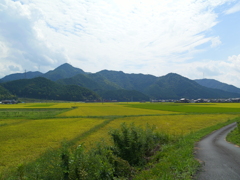 田んぼ１