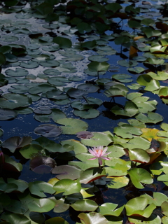 平池公園７（加東市）