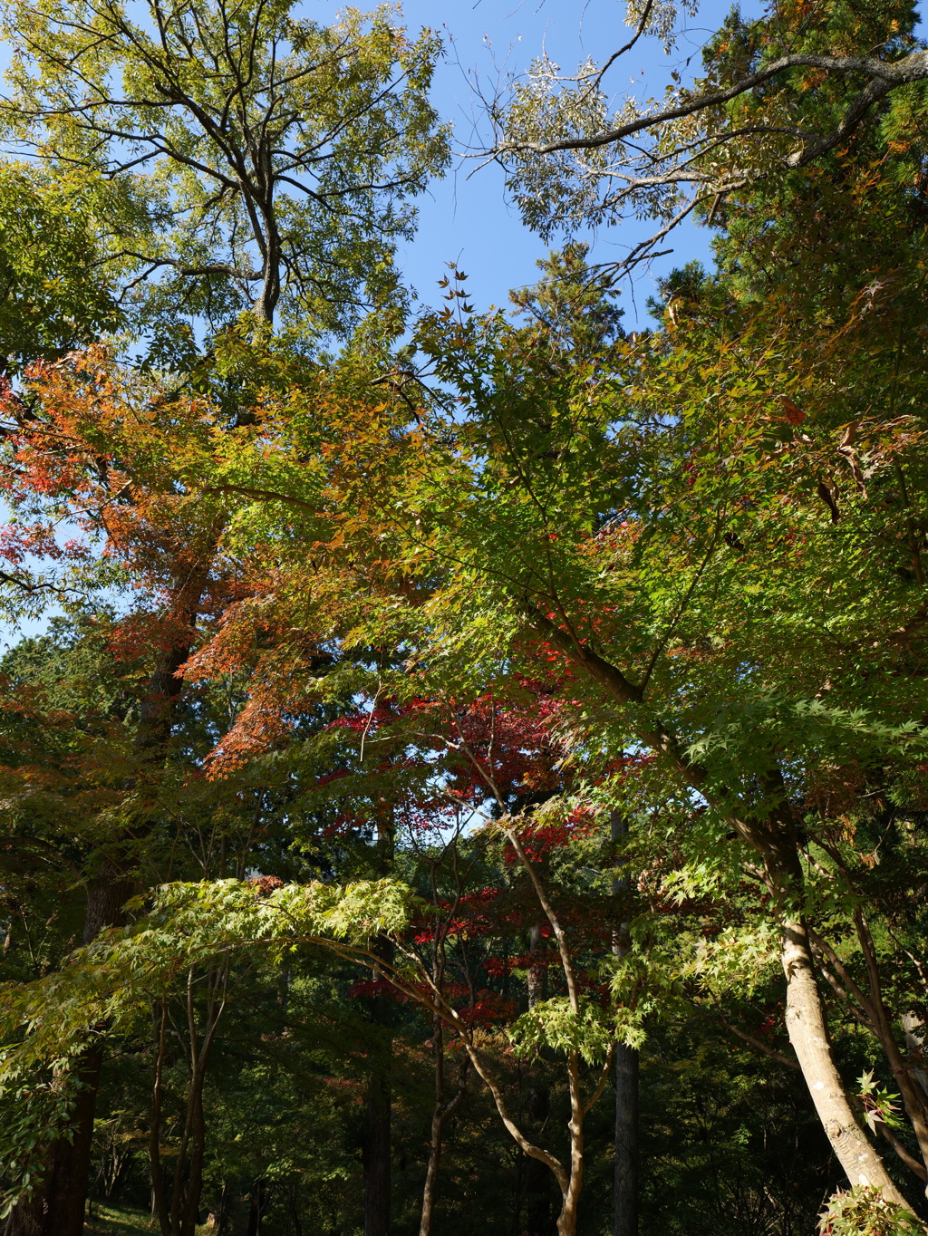 宍粟市最上山公園１１