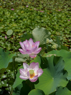 平池公園１２（加東市）