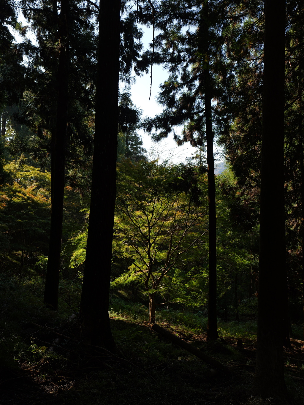 宍粟市最上山公園８