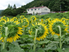 佐用町のひまわり１