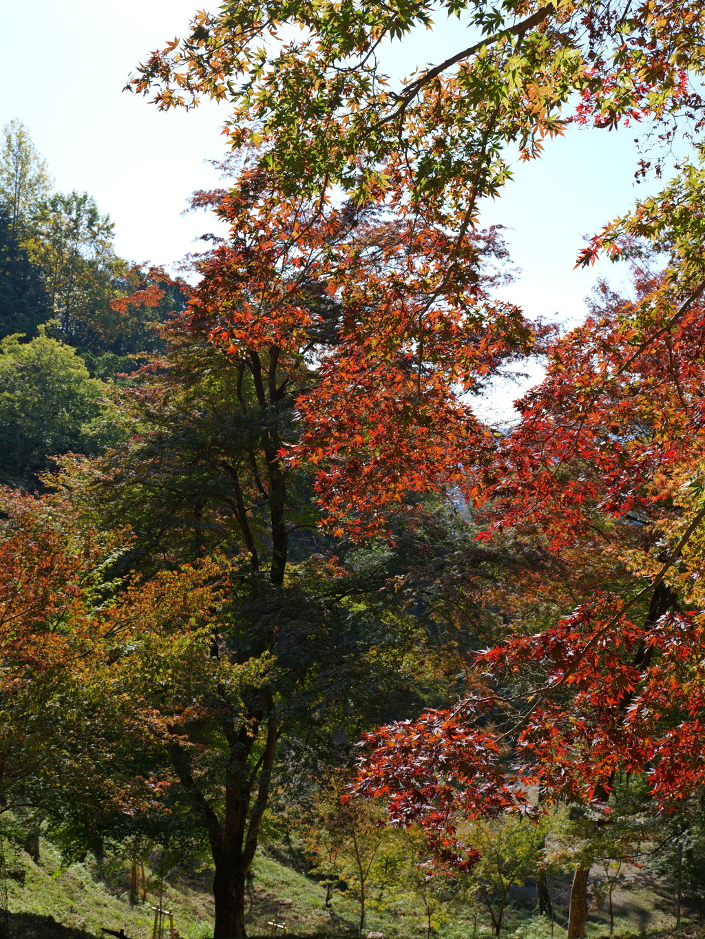 宍粟市最上山公園１２