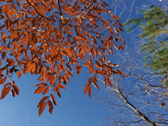 P1001415