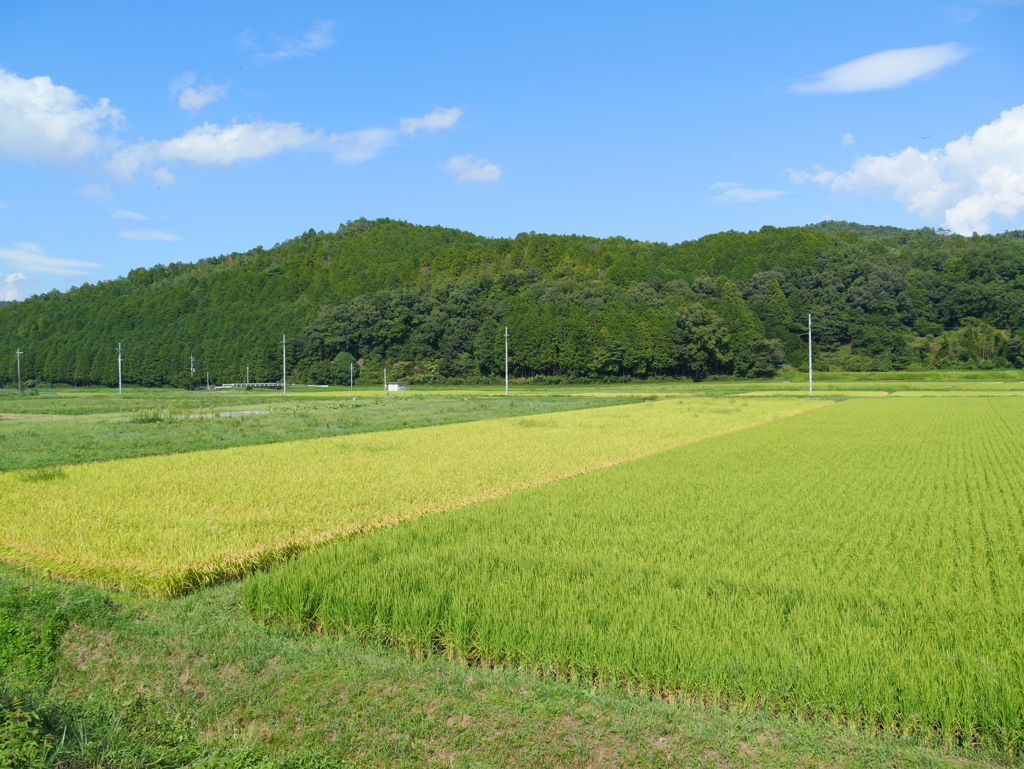 田んぼ５