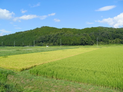 田んぼ５