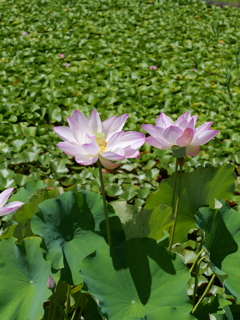 平池公園９（加東市）
