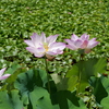 平池公園９（加東市）