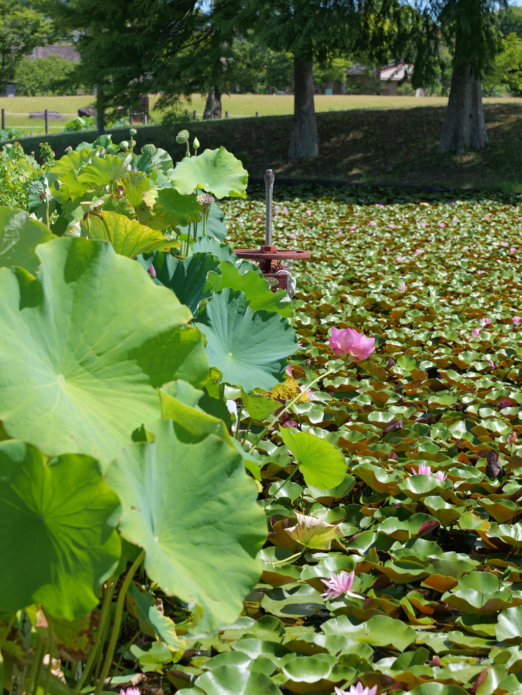 平池公園６（加東市）
