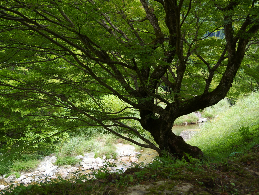 原不動森林公園22