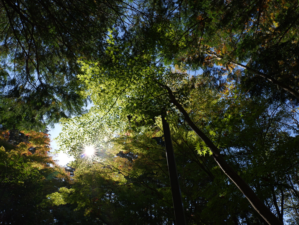 宍粟市最上山公園２０