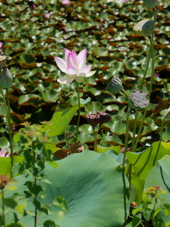 平池公園８（加東市）