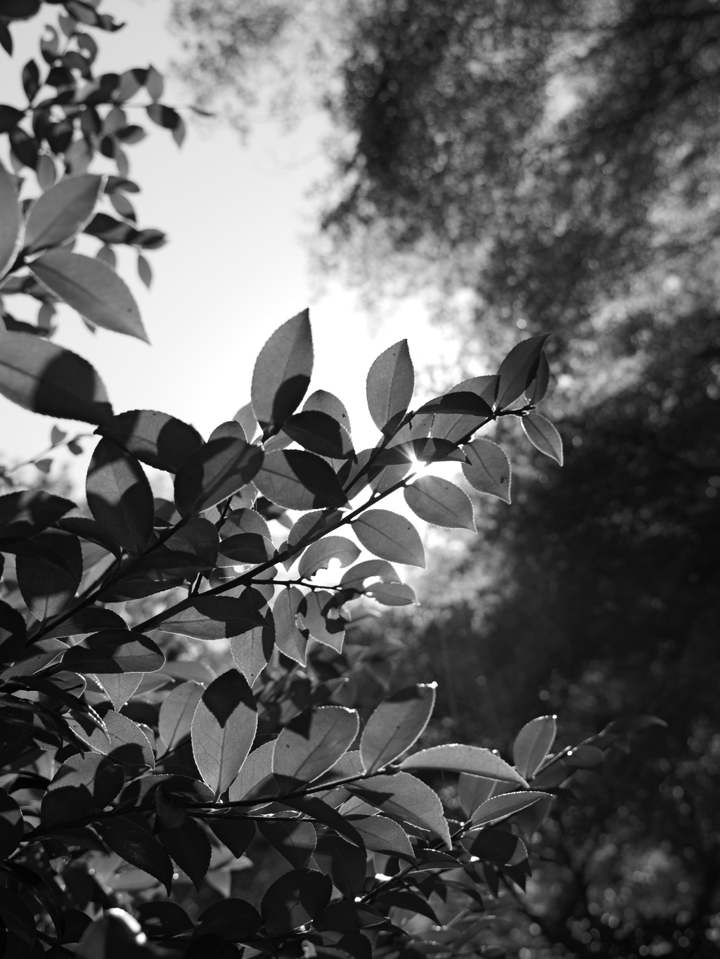 宍粟市最上山公園３５