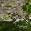 原不動森林公園18