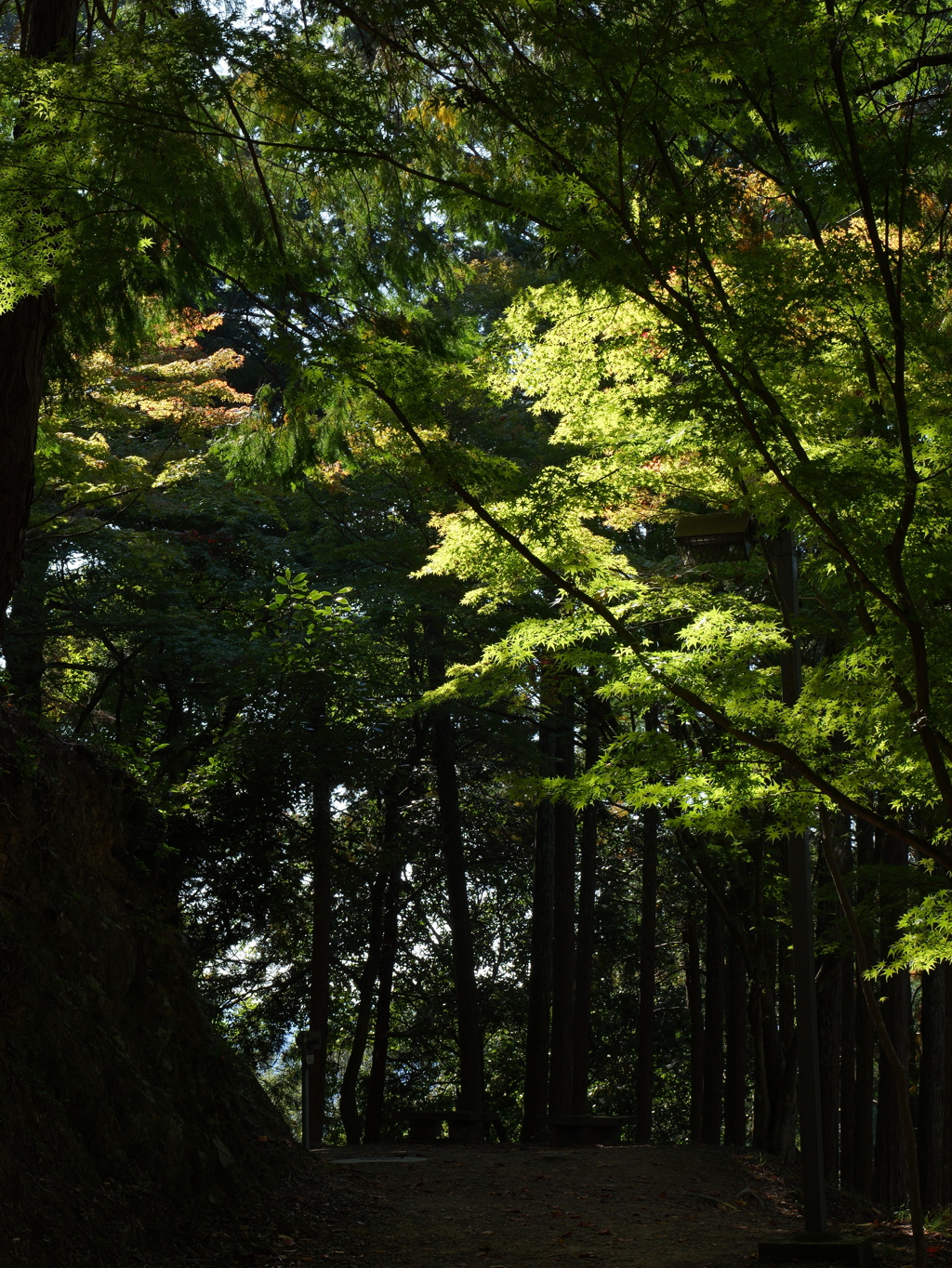 宍粟市最上山公園１９