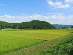 田んぼ４