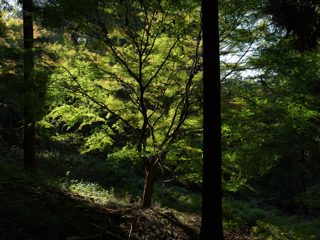宍粟市最上山公園７
