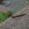 原不動森林公園16