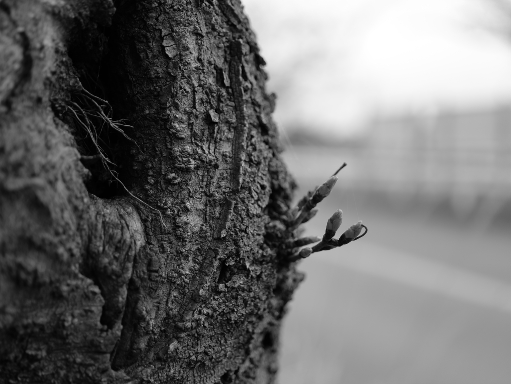 P1000524