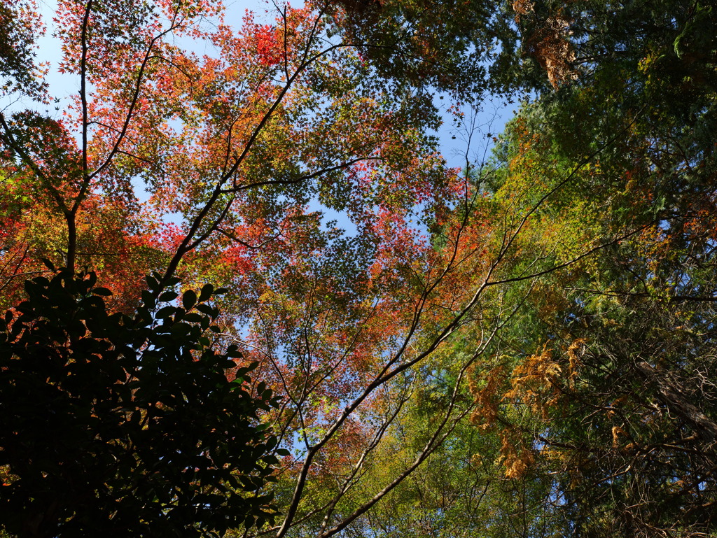 宍粟市最上山公園２７