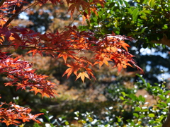 宍粟市最上山公園２９