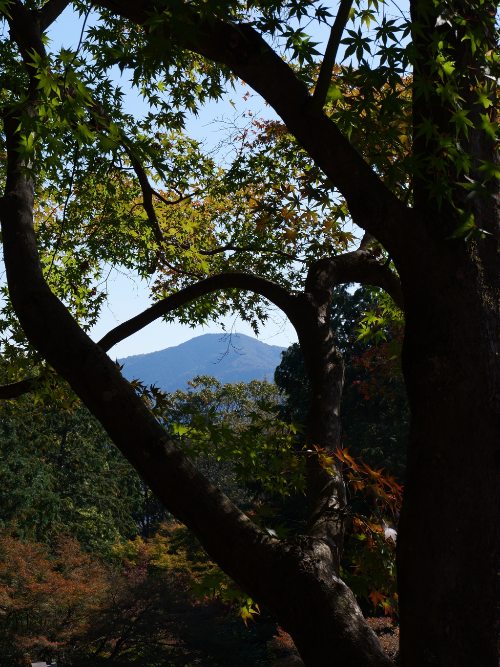 宍粟市最上山公園３０