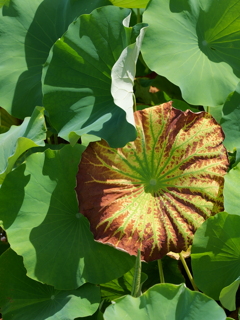平池公園１７（加東市）