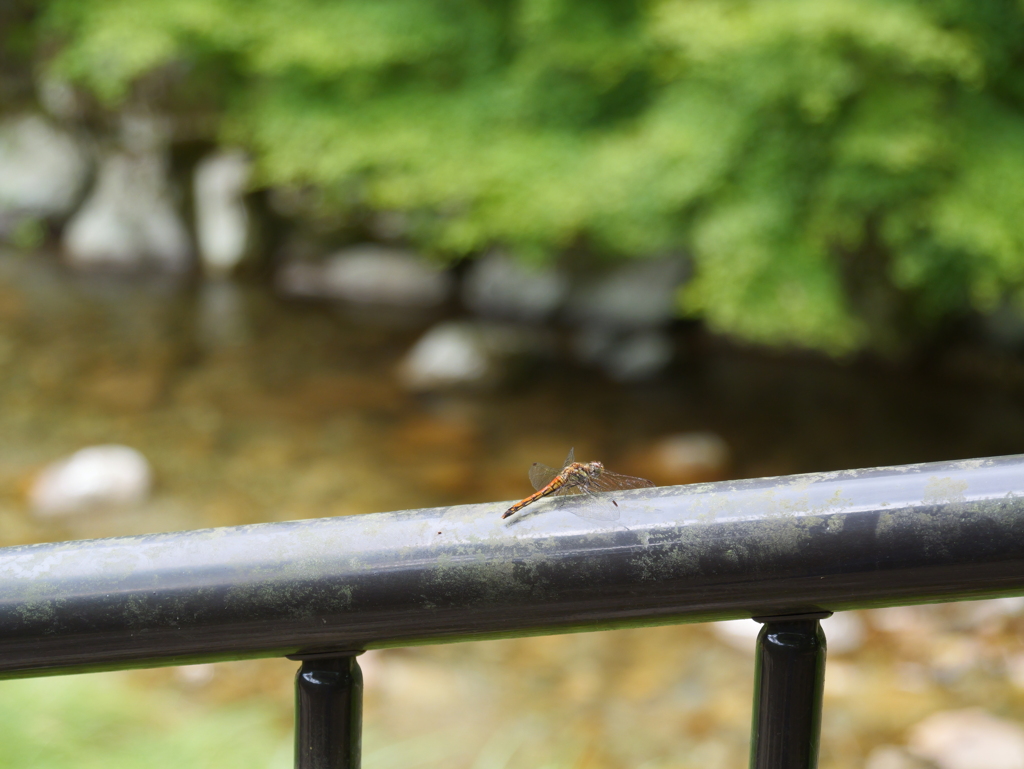 原不動森林公園1