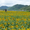 佐用町のひまわり７
