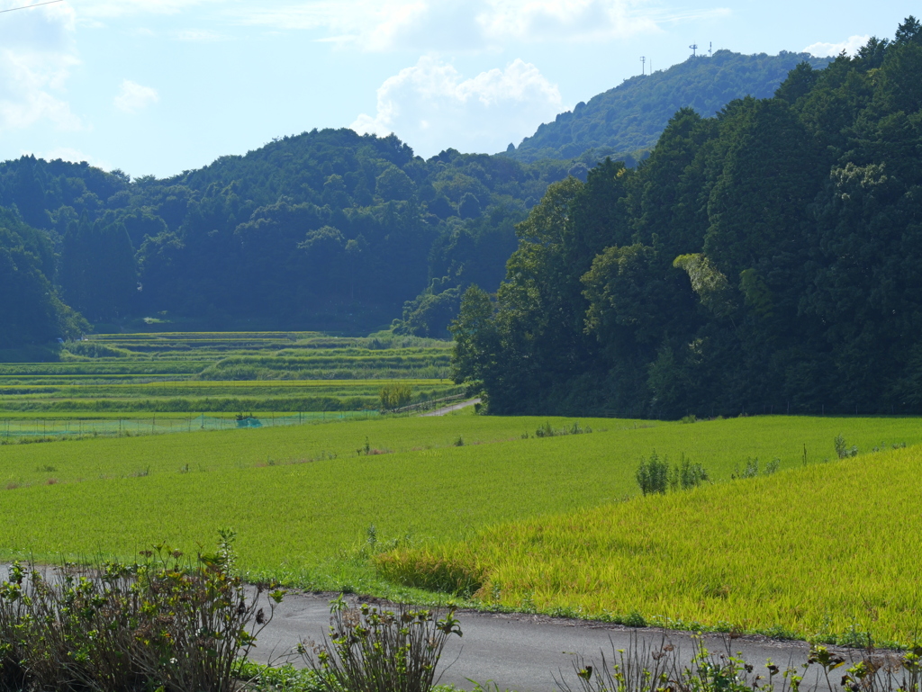 田んぼ６