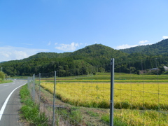 田んぼ３