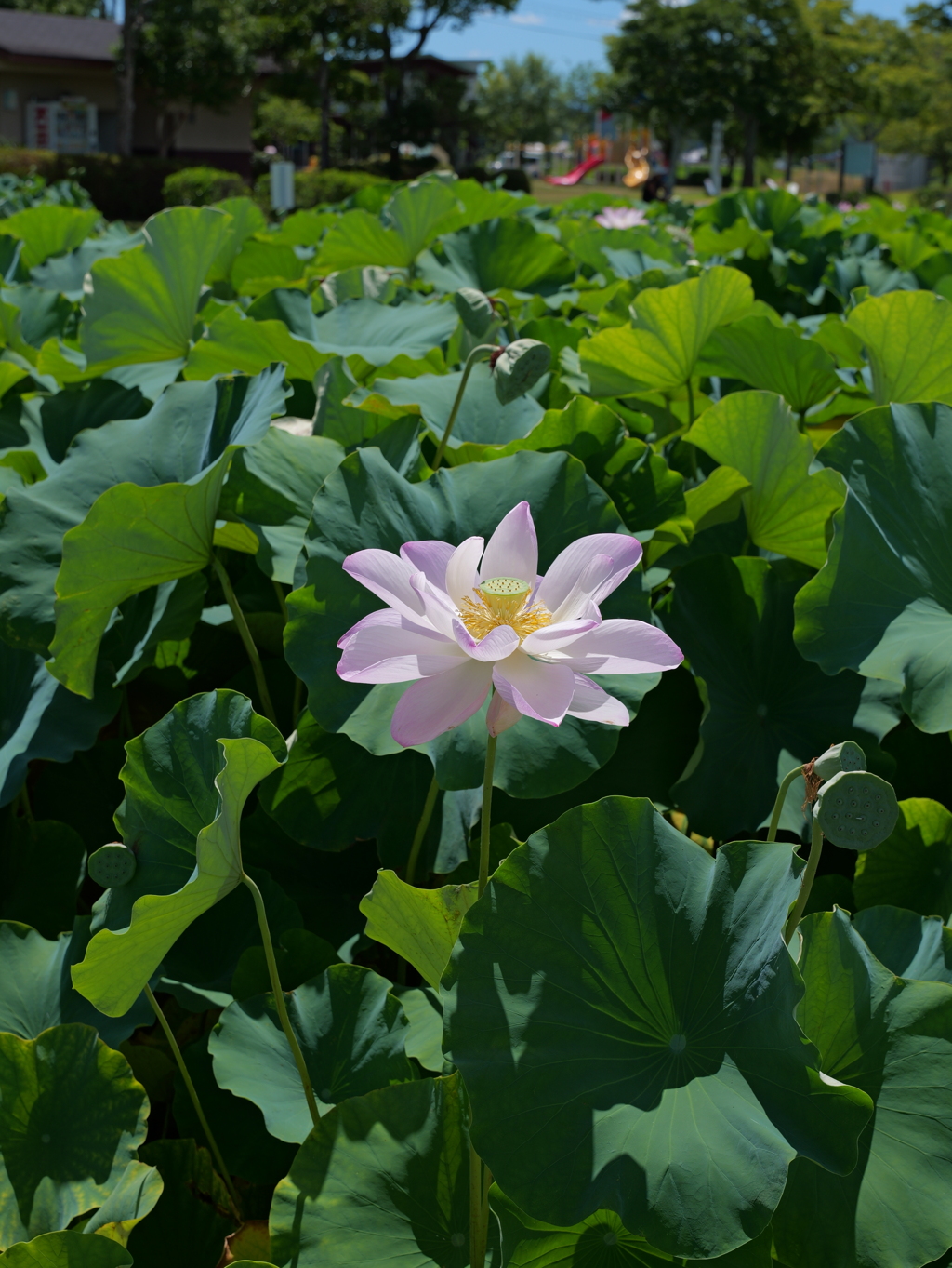 平池公園１０（加東市）