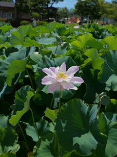 平池公園１０（加東市）