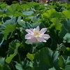 平池公園１０（加東市）