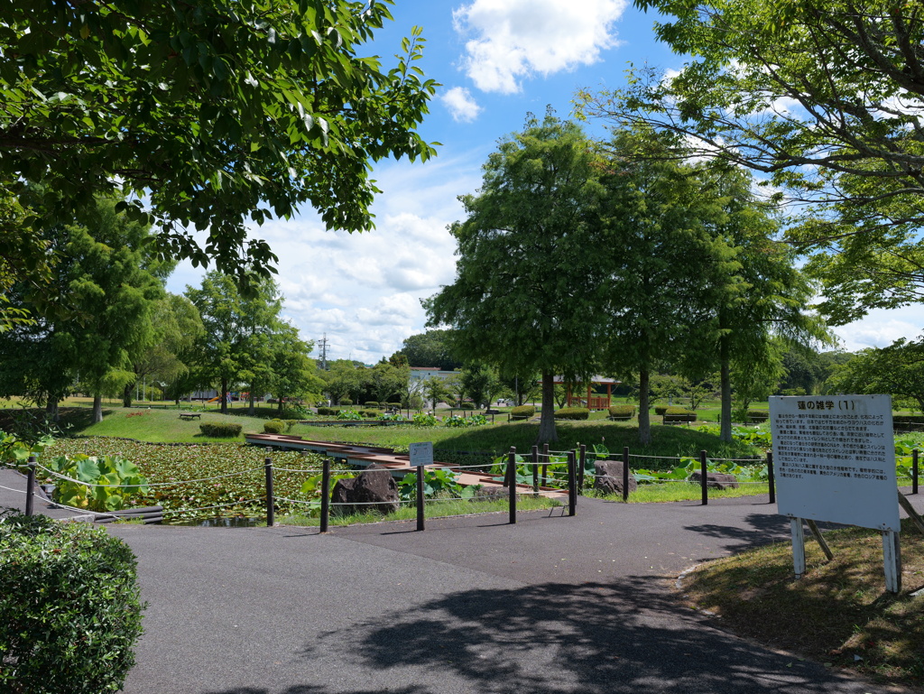 平池公園５（加東市）