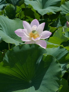 平池公園１８（加東市）