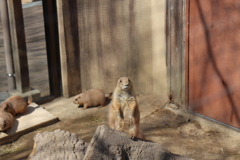 見張ってるよ