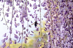 藤の花　３