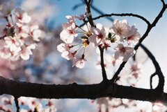 昭和レンズが覗く今年の春   その3