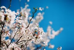 昭和レンズが覗く今年の春  その2