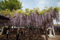藤の花　１