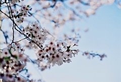 昭和レンズが覗く今年の春  その1