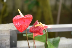 植物園に