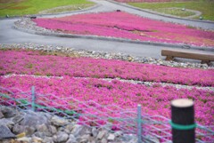 茶臼山高原　芝桜