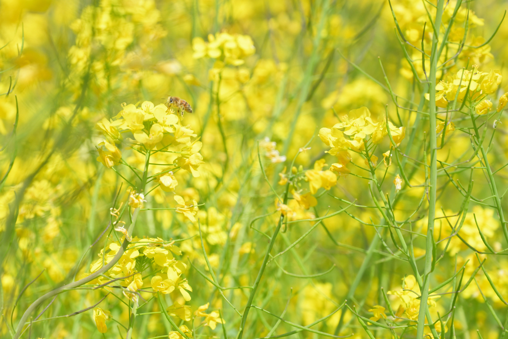 菜の花